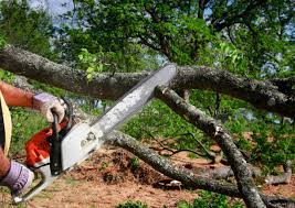 How Our Tree Care Process Works  in Bargersville, IN